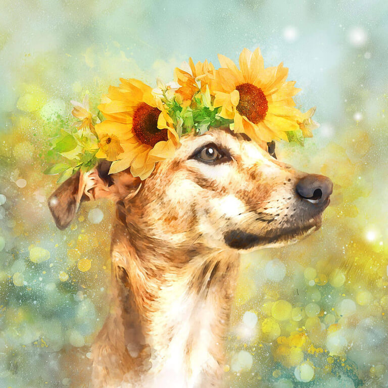 Dog with sunflower wreath on a soft, blurred background