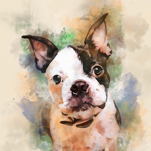 boston terrier custom watercolor pet portrait of wild pastel style in vibrant colors